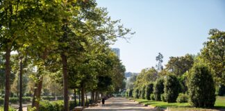 Paseo arbolado del Parc de la Ciutadella de Barcelona en primavera, con vegetación que produce polen