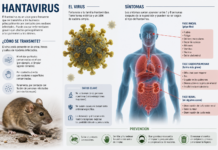 Infografía del hantavirus que muestra su transmisión por roedores y los principales síntomas en el cuerpo humano