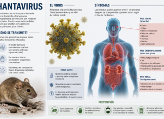 Infografía del hantavirus que muestra su transmisión por roedores y los principales síntomas en el cuerpo humano