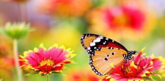 Mariposa posada sobre flores de colores intensos en un entorno natural desenfocado.
