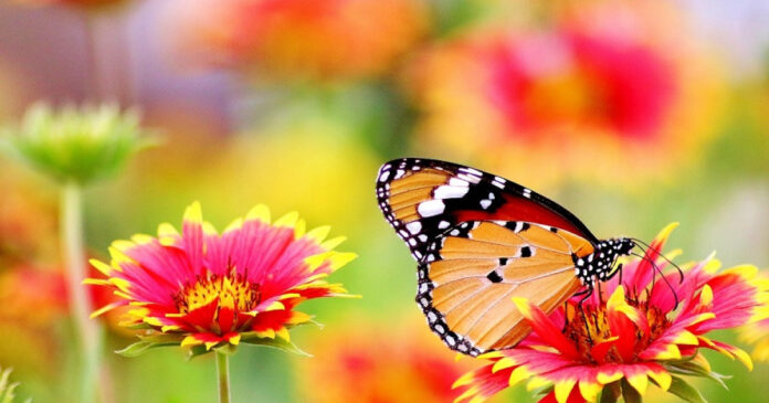 Mariposa posada sobre flores de colores intensos en un entorno natural desenfocado.