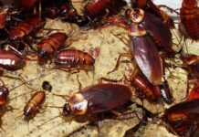 Plaga de cucarachas americanas y alemanas en una zona urbana de Cataluña.