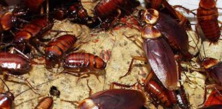 Plaga de cucarachas americanas y alemanas en una zona urbana de Cataluña.