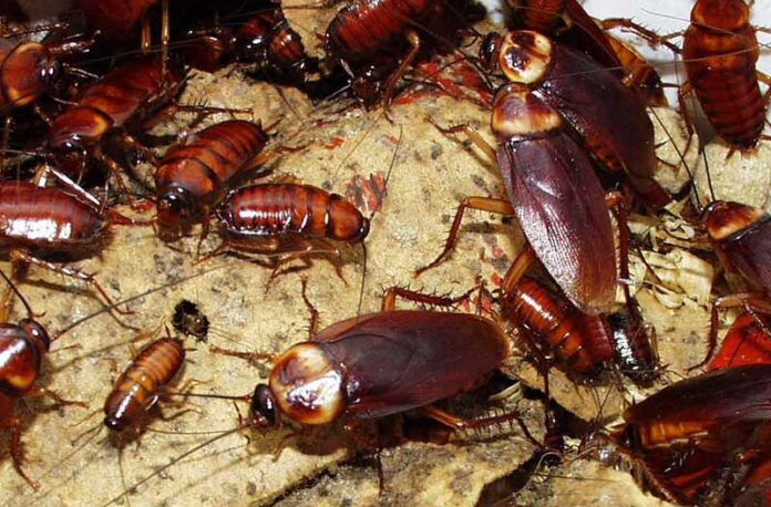 Plaga de cucarachas americanas y alemanas en una zona urbana de Cataluña.