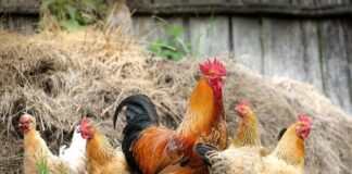 Grupo de gallinas vivas en un gallinero, similares a las rescatadas en Badalona.