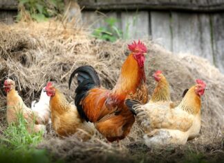 Juicio por los rituales de santería en Badalona: piden 7 años de cárcel por decapitar gallinas en un piso Grupo de gallinas vivas en un gallinero, similares a las rescatadas en Badalona.