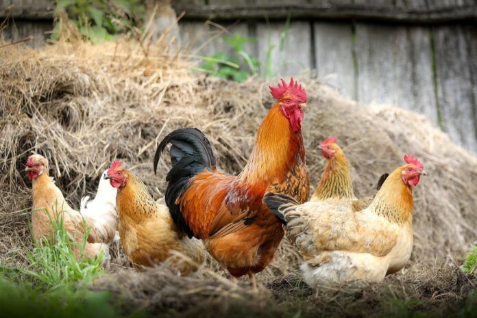 Grupo de gallinas vivas en un gallinero, similares a las rescatadas en Badalona.